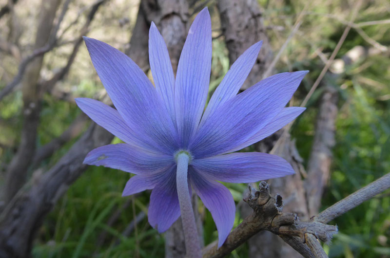 Anemone hortensis - Ranunculaceae